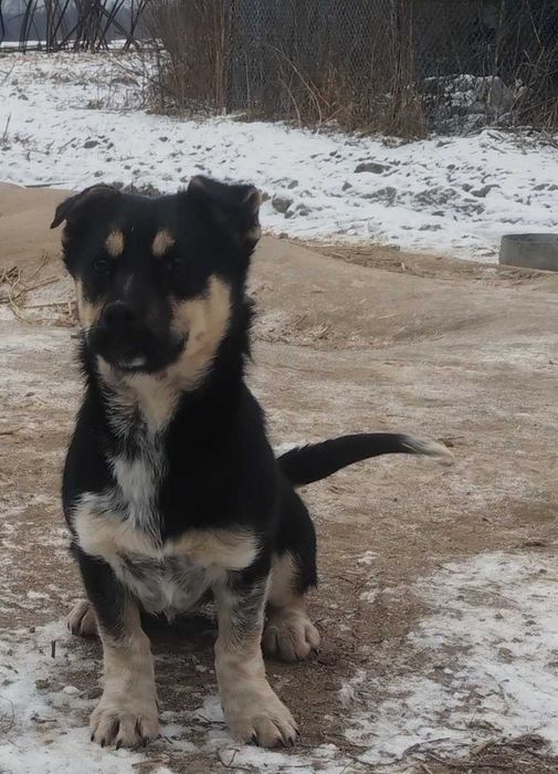 Oddam psinkę ZA DARMO