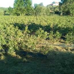 Plantas de mirtilos (mirtileiros)
