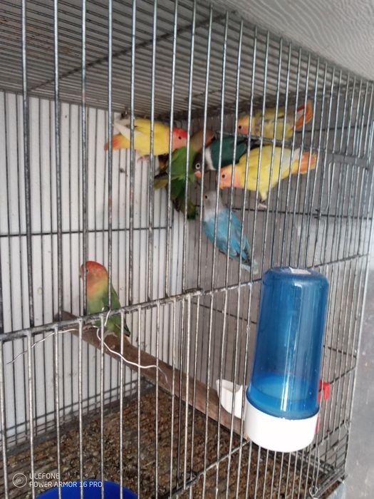 Vendo vários agapórnis