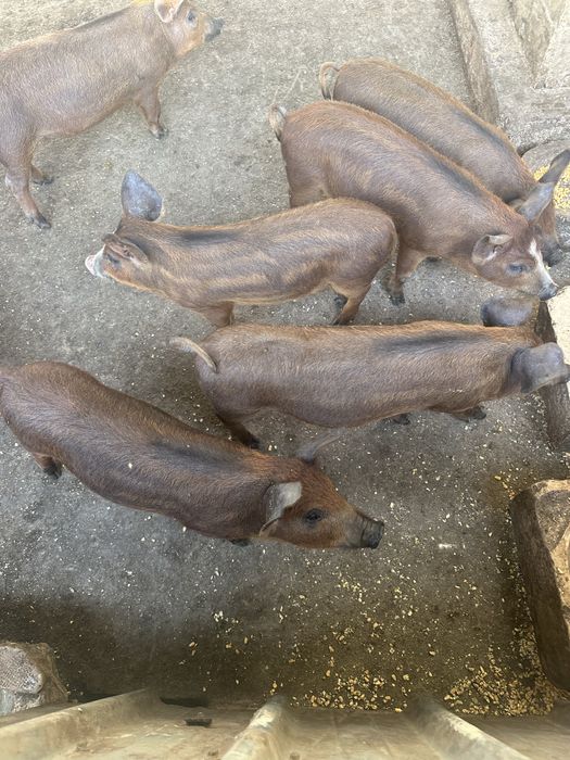 Leitões-Javali/Pietran/Duroc