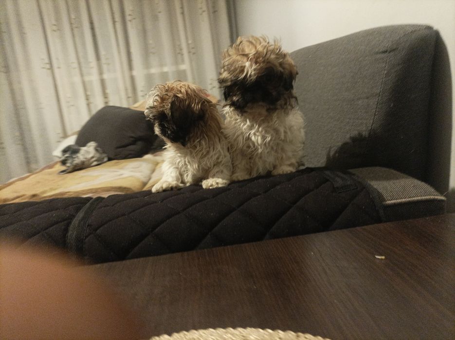 Szczeniaki rasy Shih tzu