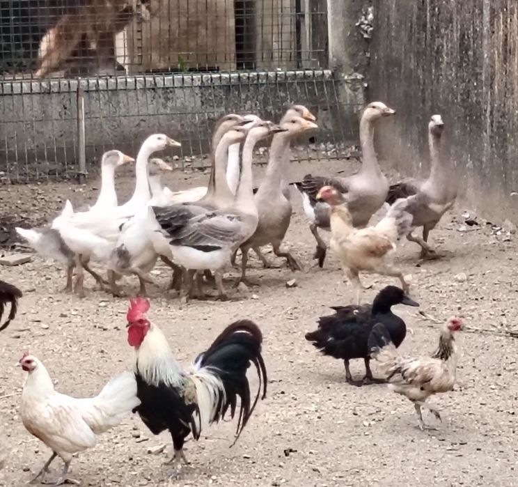 Garnizas várias raças