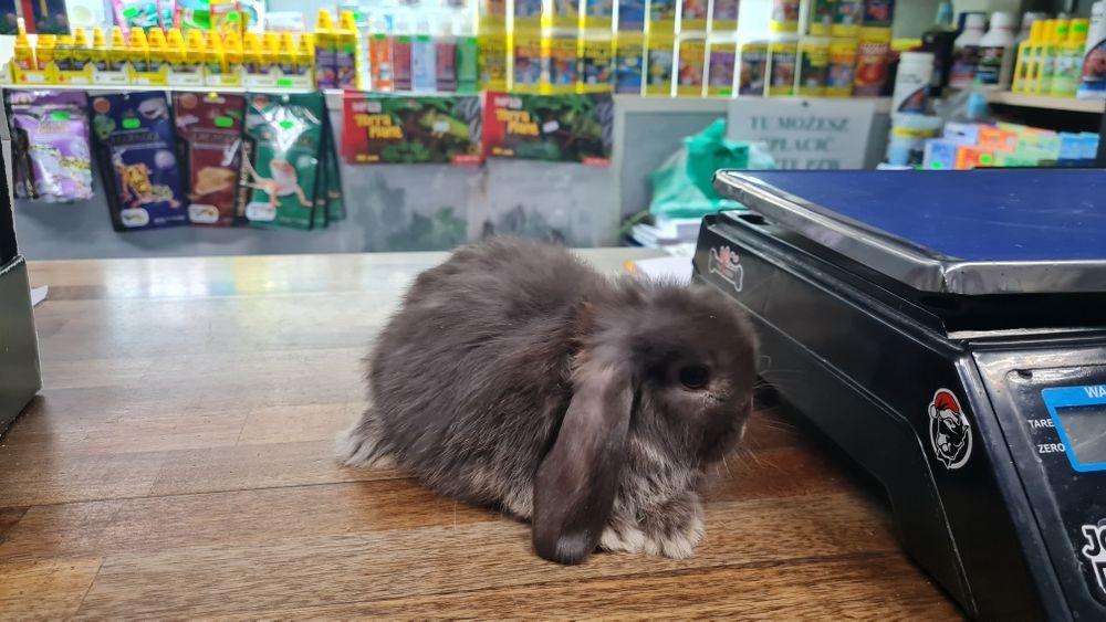 Królik baranek miniaturka zaszczepiony I odrobaczony