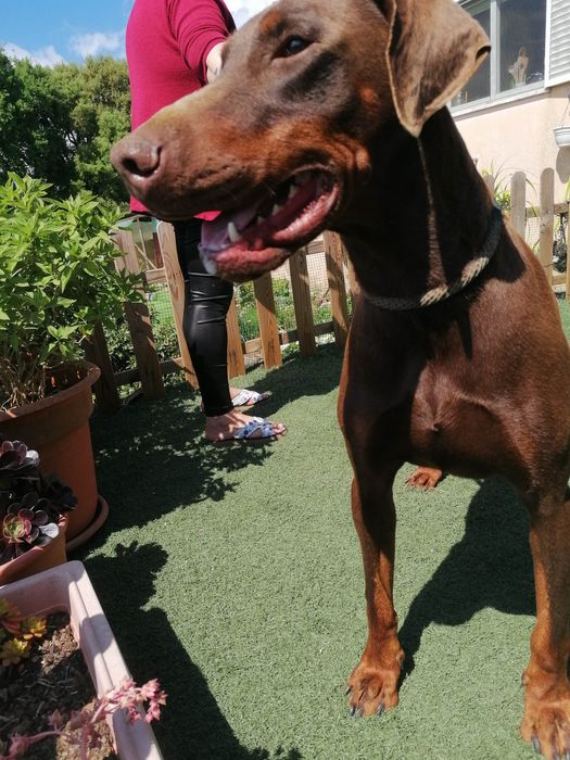 Excelente Cachorra  Doberman