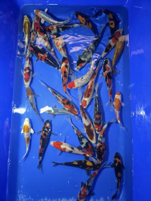 Sprzedam karpie koi Tosai