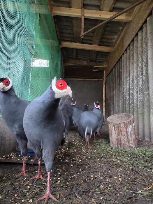 Фазани ушаті сині