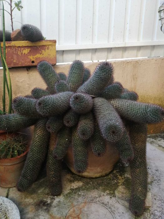 Cacto Mamilaria Matudae "Cacto Anaconda"