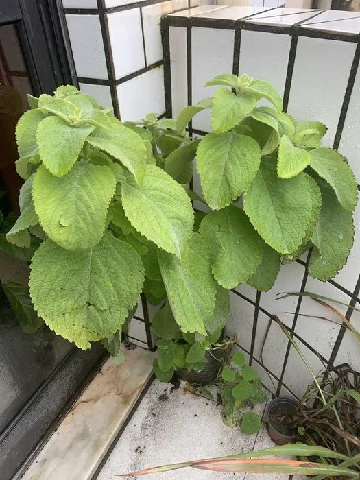 Planta Boldo em vaso - Plectranthus barbatus