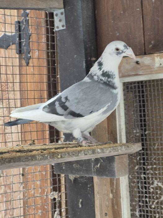 Gołebie Staropolskie