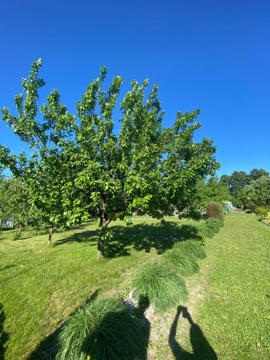 Ogródek ROD działka rekreacyjna , ogród nr 3