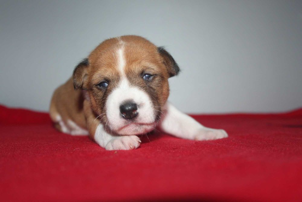 Цуценята басенджі для тебе.