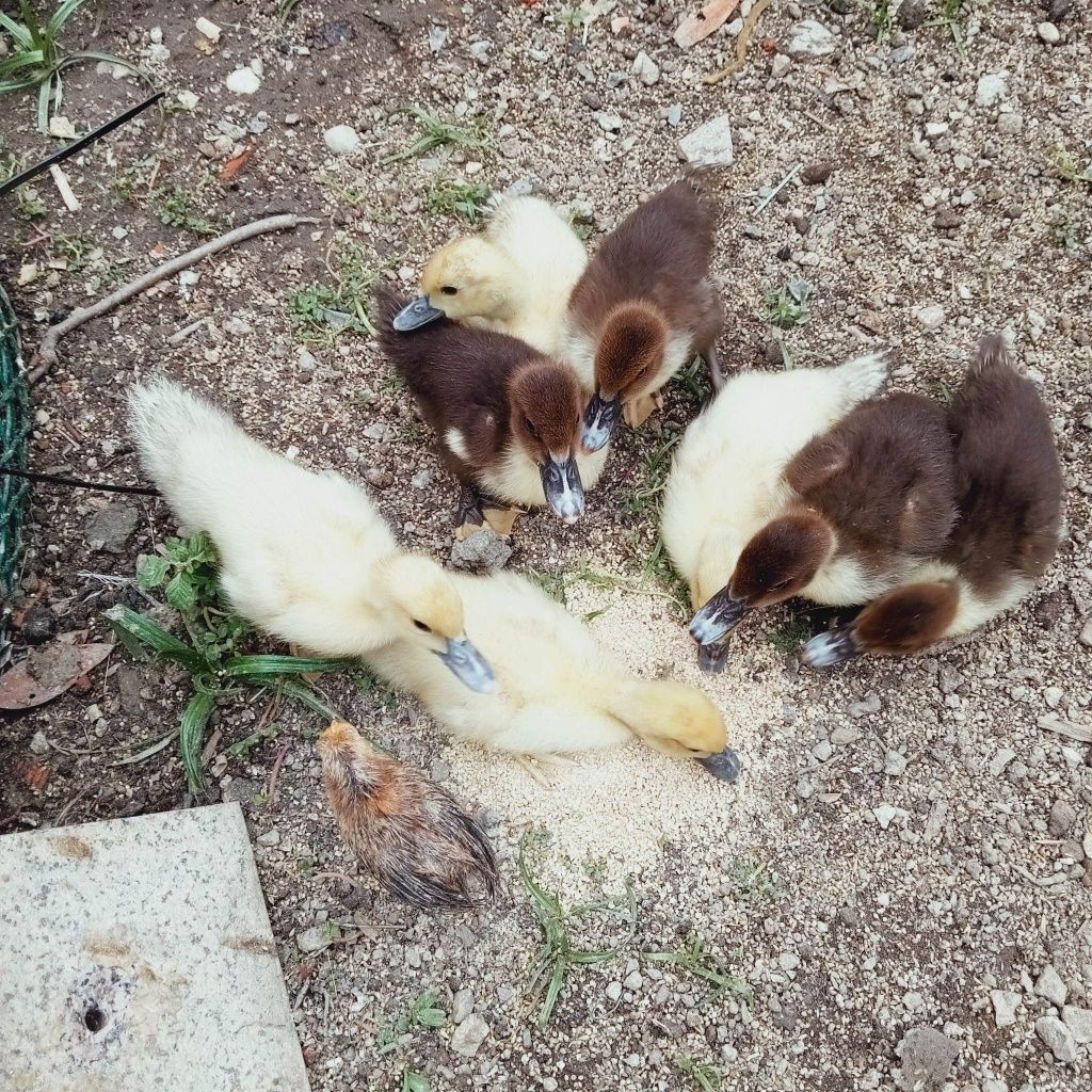 Ducklings .io  Patos, Barcos