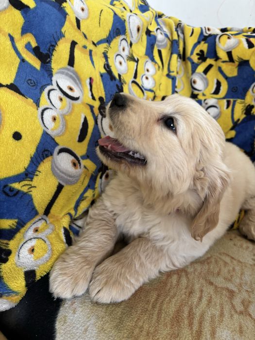 Piekna sunia golden retriever do odbioru