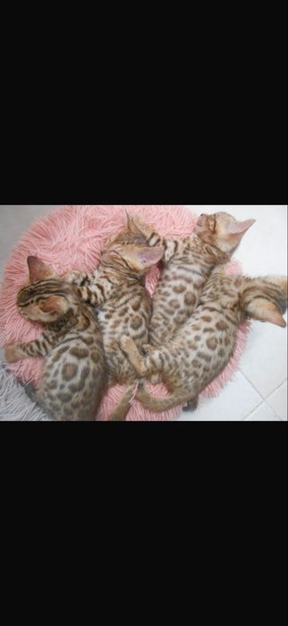Bengal femea  pura
