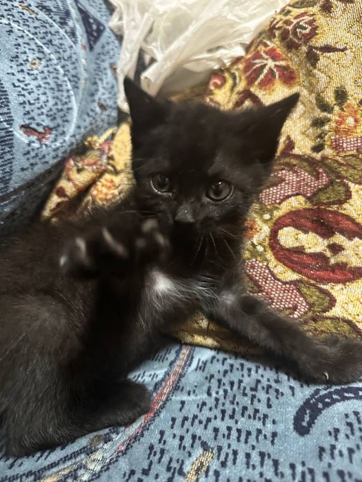 Отдадим котенка в хорошие руки