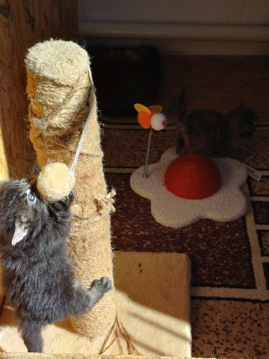 В'язка Мейн-кун, кіт красень шукає даму