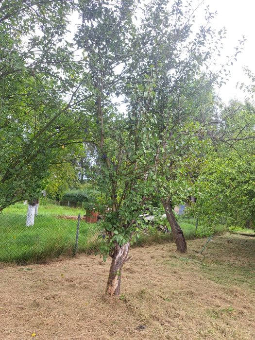 Odstąpię działkę ROD na Grobli 400m2