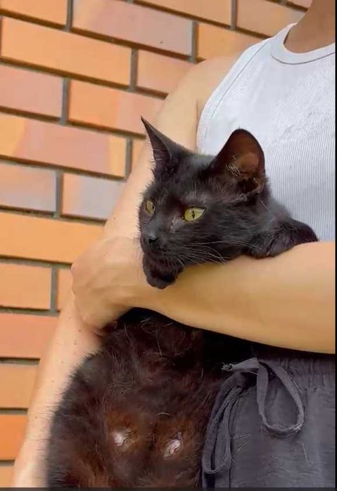 Szukamy domu dla Kiry