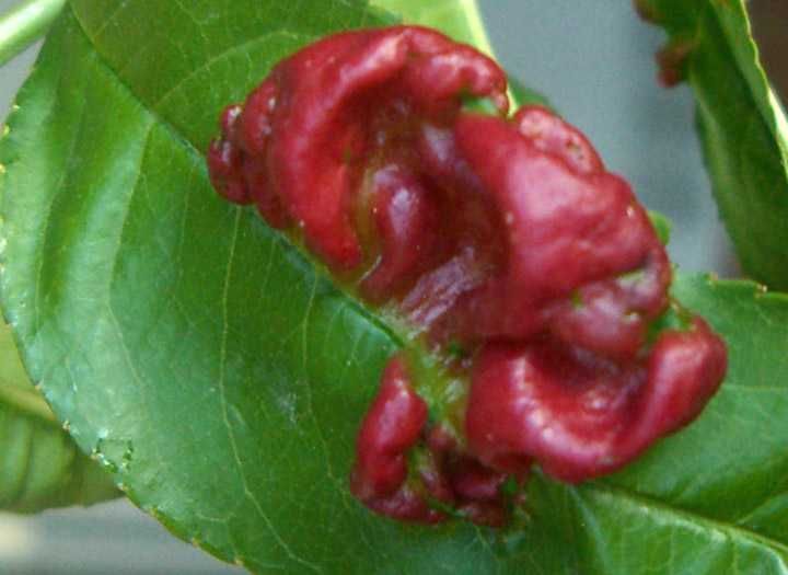 Pessegueiro RESISTENTE à LEPRA - fruto gigante  Apenas envios