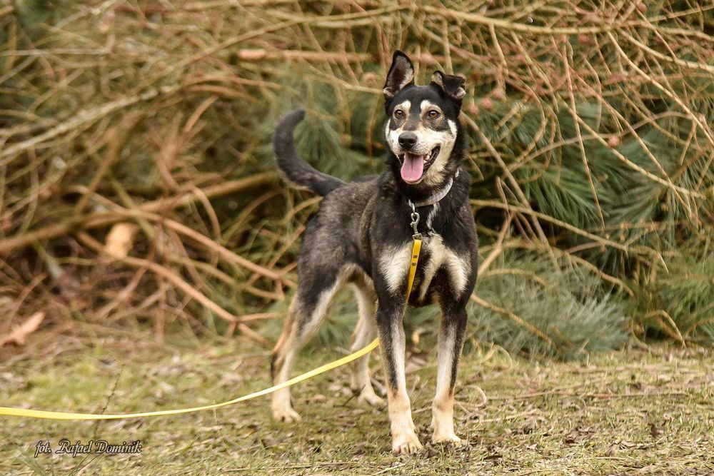 Russel czeka na dom!