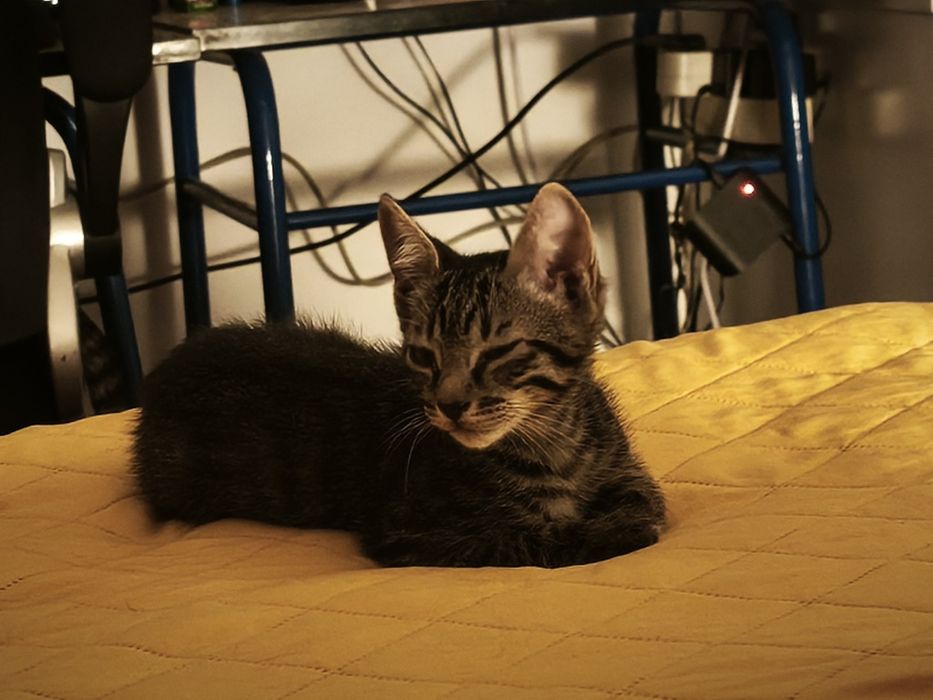 Gatinha de 2 meses para adoção, responsável