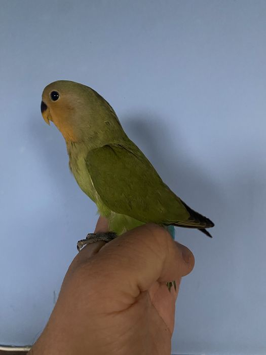 Agapornis domesticado