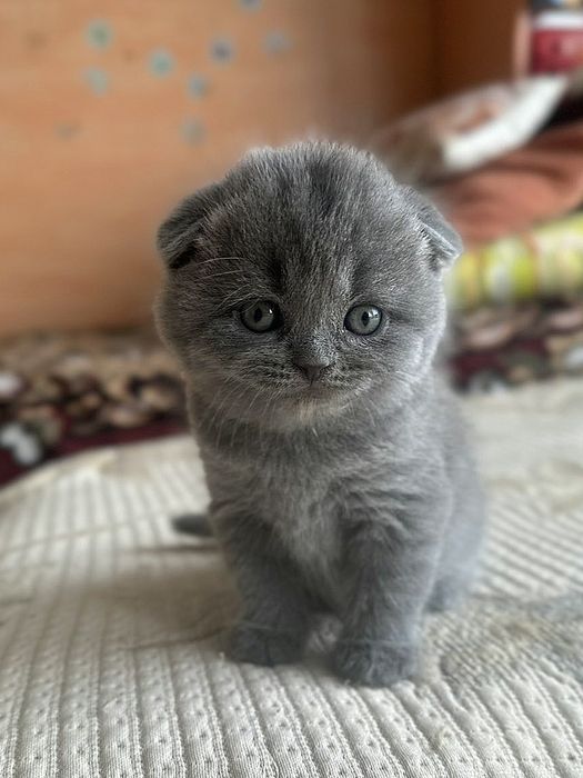 Чистокровные британцы