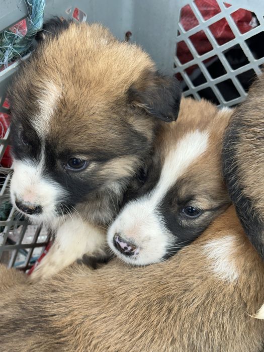 Rafeiros Alentejanos para adoção