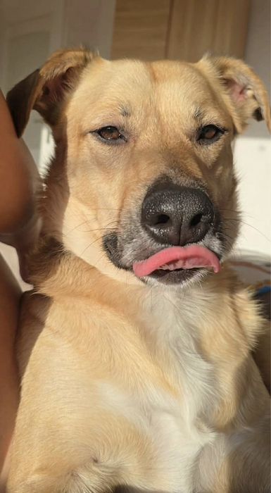 Sheldon - gotowy, by stać się czyimś najlepszym przyjacielem.