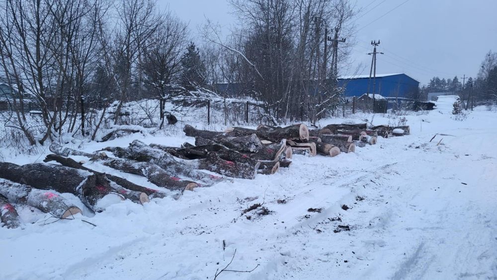 Sprzedam drewno opałowe klon jesionolistny