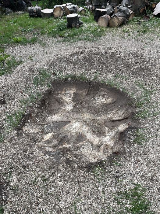 Frezowanie pni drzew, oferta zimowa - dużo niższe ceny niz w sezonie!