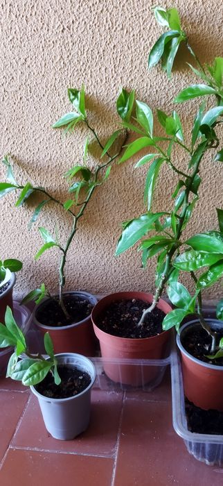 Ora Pro Nobis desde 5 euros