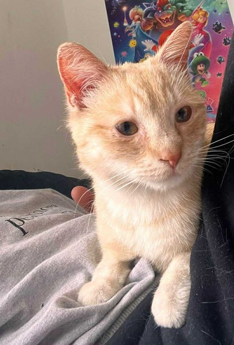 10 mies. kastrowany Kisiel do adopcji