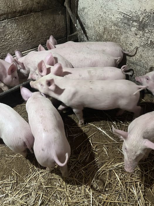 Продам поросят Велика Біла