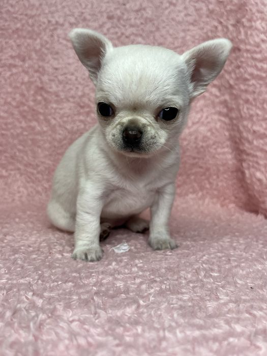 Chihuahua Femea Super Pequenina