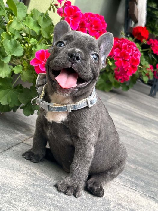 Buldog francuski