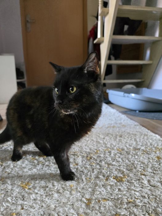 Trojłapka poleca się do adopcji