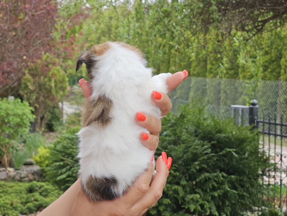 Chihuahua długowłosa dziewczynka LATTE