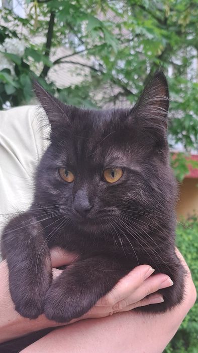 Дуже гарний молодий котик