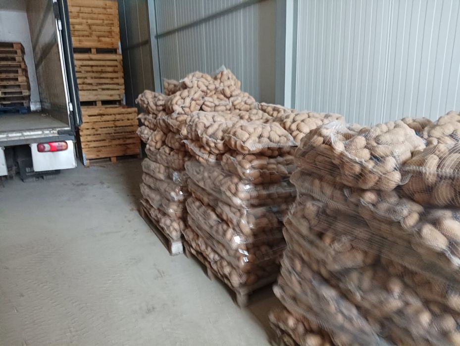 ziemniaki Irga Catania Noya Vineta QueenAnna Melody Otolia po centrali