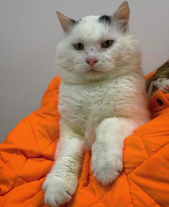 Віддам безкоштовно котика ОДЕСА