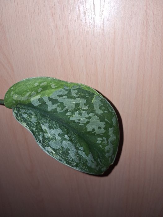 Scindapsus swarnahbumi