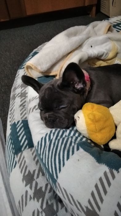 Девочка французский бульдог