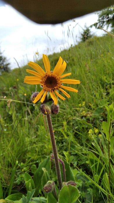 Продам. Арніка гірська. Верховина. Суха
