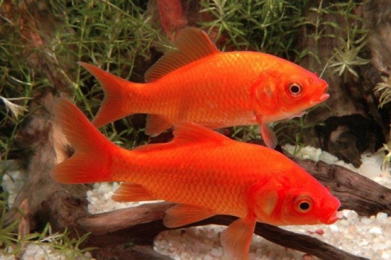 Karas ozdobny hurt-detal