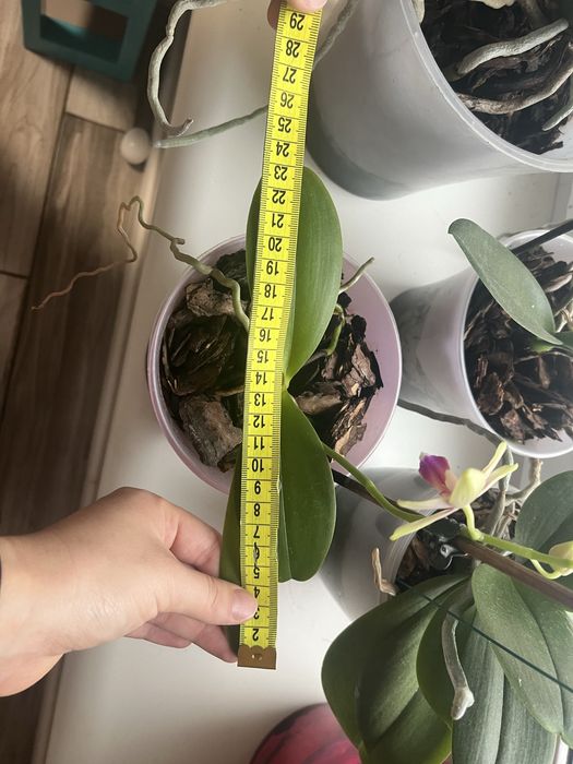 Орхідея. Зараз квітне