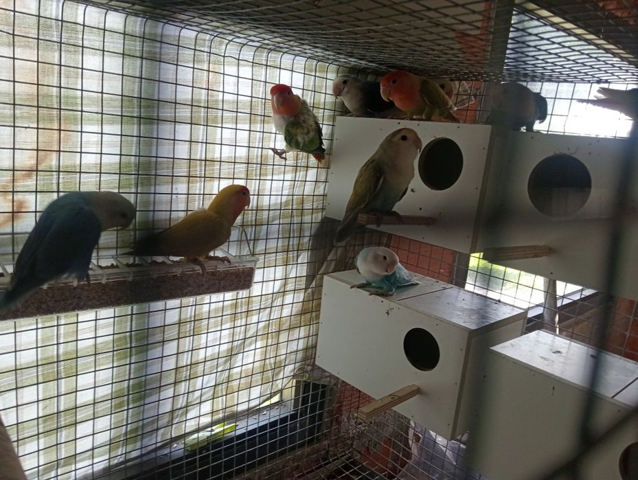 Vendo casal agapórnis mais 3 agapórnis