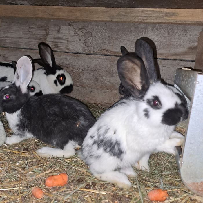 Samiec rex i młode mieszańce