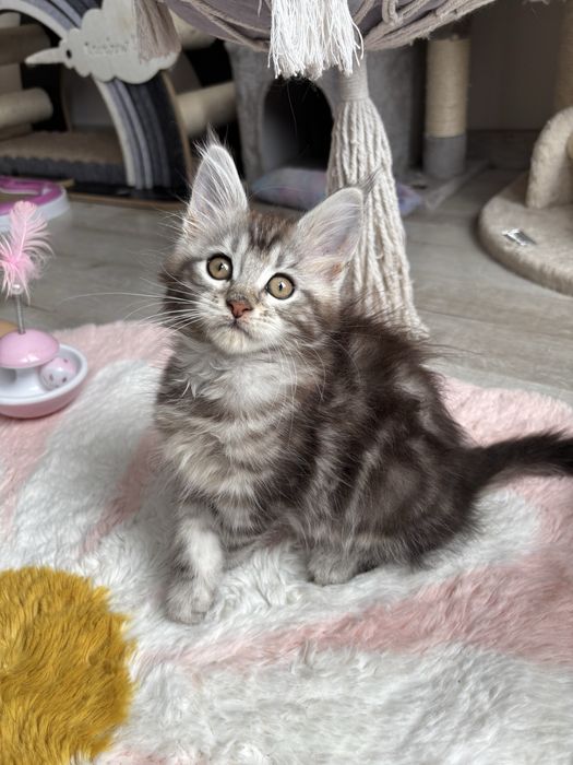 Kotka Maine coon