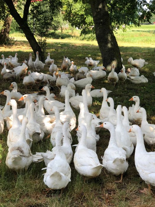 Gęś Kołudzka, tuszka, wysyłka